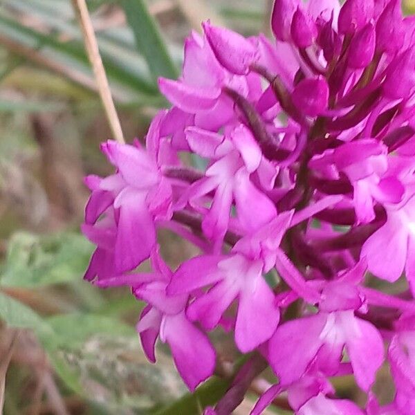 Anacamptis pyramidalis Flower