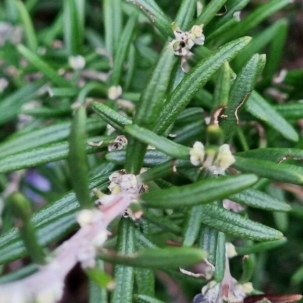 Salvia rosmarinus Leaf