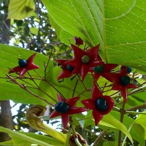 Clerodendrum trichotomum Fruit