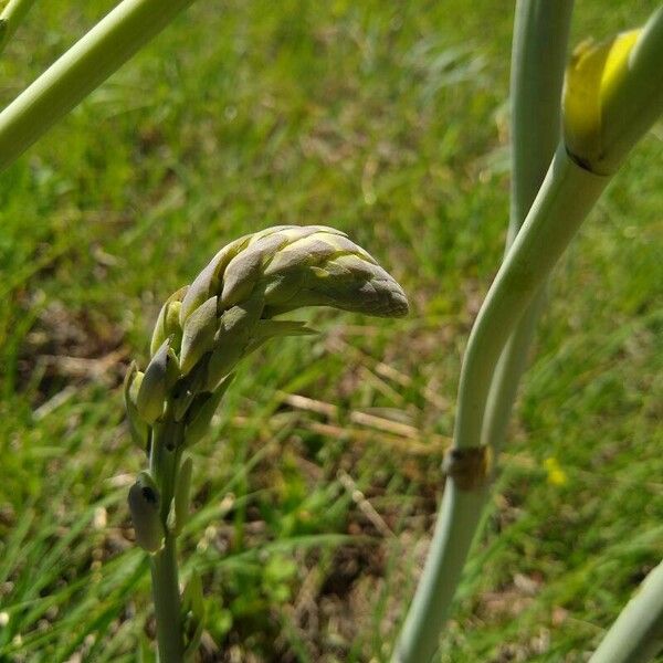 Baptisia alba Flor