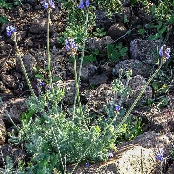 Lavandula multifida Kukka