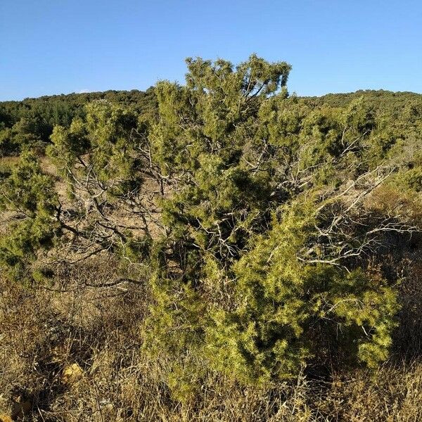 Juniperus oxycedrus Habit