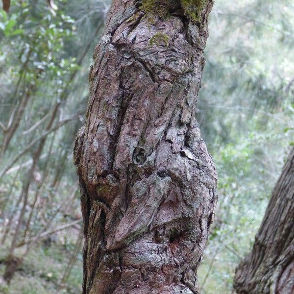 Eucalyptus robusta Кора