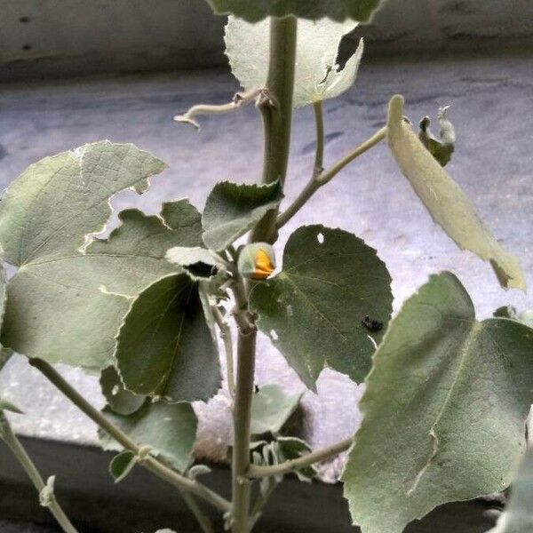 Abutilon pannosum Fleur