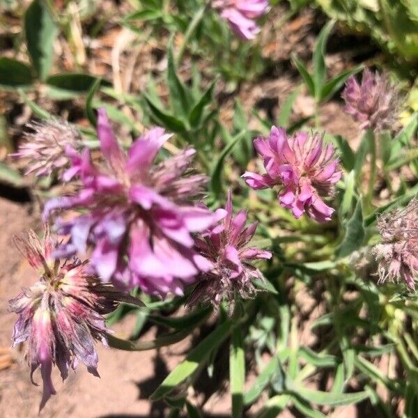 Trifolium attenuatum Цвят