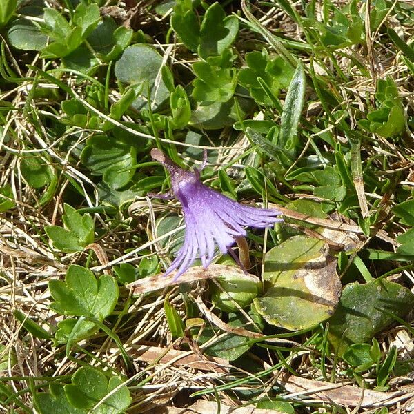 Soldanella alpina Vekstform