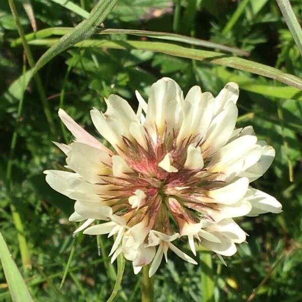 Trifolium occidentale Fiore