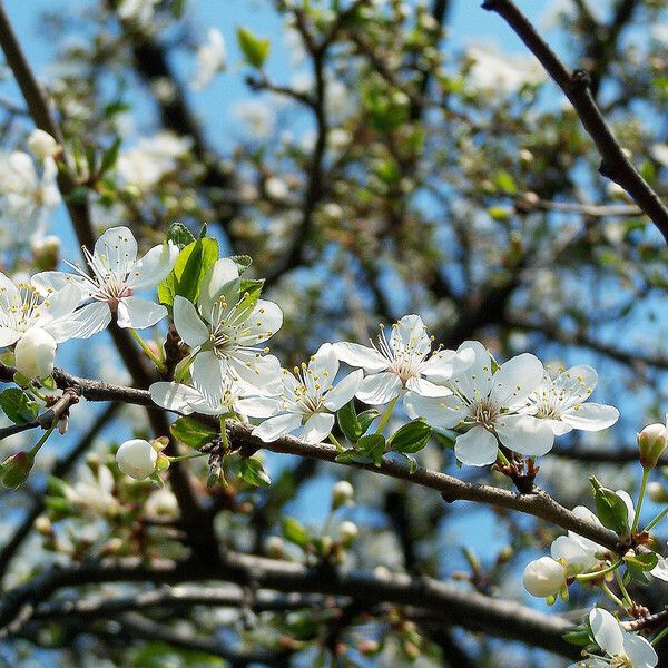 Prunus cerasus Fleur