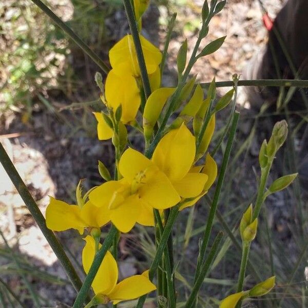 Spartium junceum Fleur