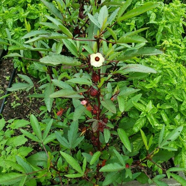 Hibiscus sabdariffa 整株植物