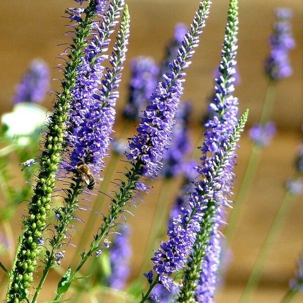 Veronica spicata Blüte