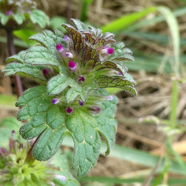 Lamium amplexicaule Květ