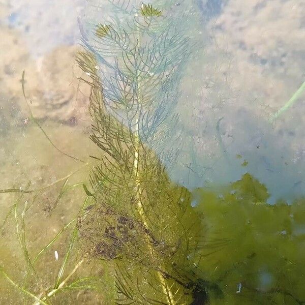 Myriophyllum spicatum Листок