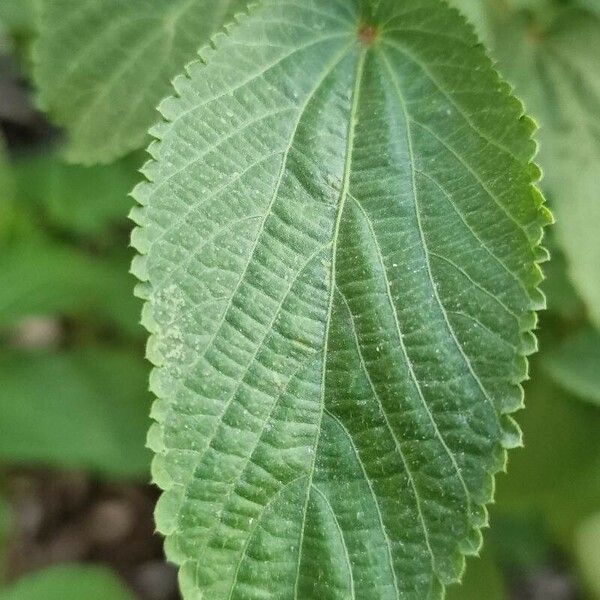 Acalypha setosa Leaf