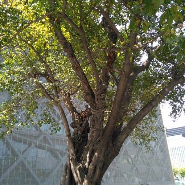 Ficus virens Habitus