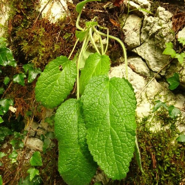 Stachys alpina Vekstform