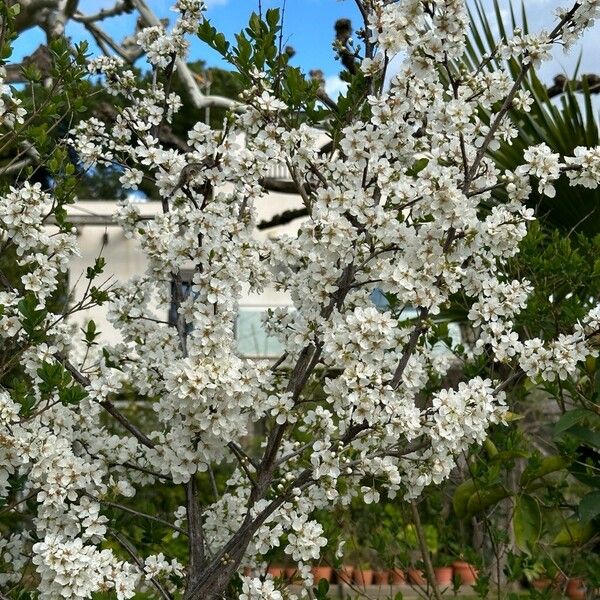 Prunus cerasus आदत