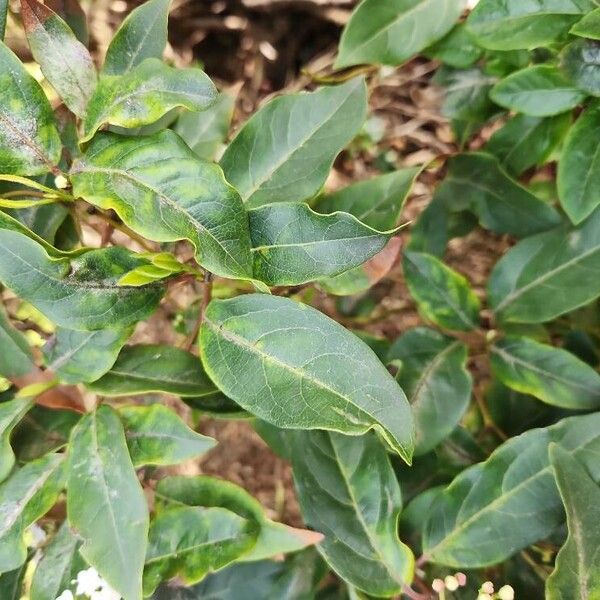 Viburnum rugosum برگ