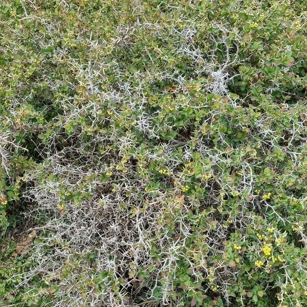 Berberis aetnensis Hábitos