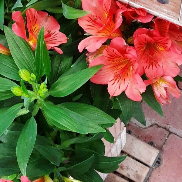 Alstroemeria ligtu Fiore