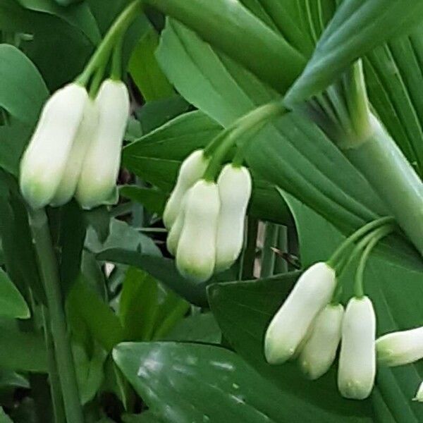 Polygonatum odoratum Blüte