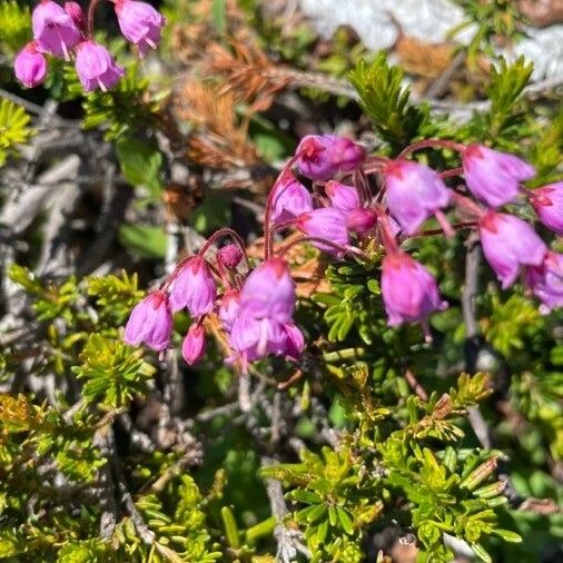 Phyllodoce empetriformis Flor