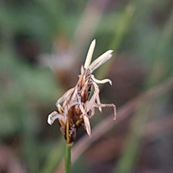 Carex divisa Lorea