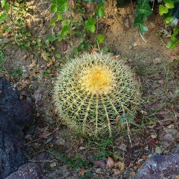 Echinocactus grusonii Leaf