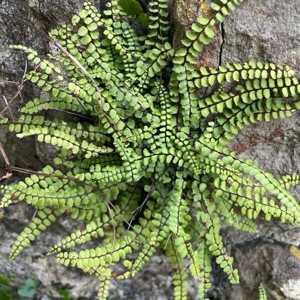 Asplenium trichomanes 整株植物