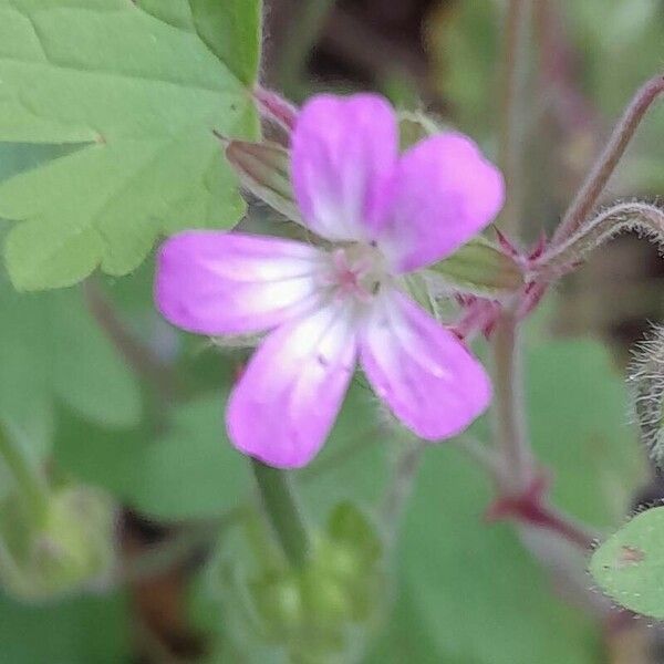 Geranium rotundifolium Blüte