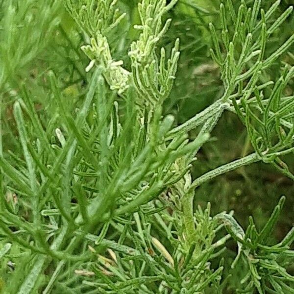 Artemisia californica Foglia