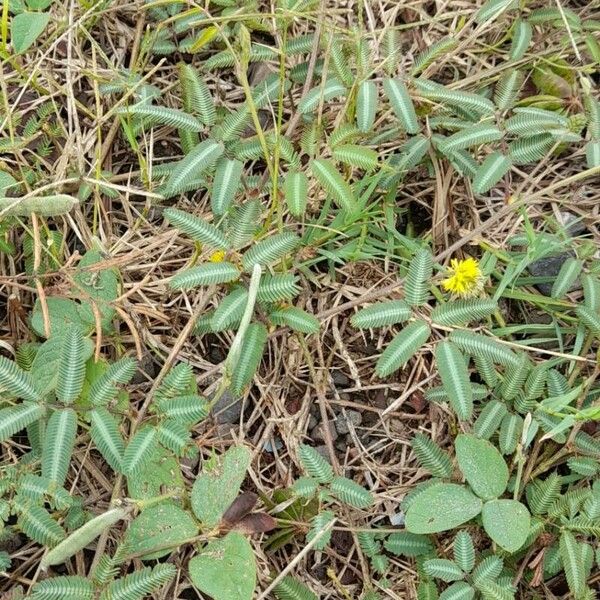 Neptunia pubescens Συνήθη χαρακτηριστικά