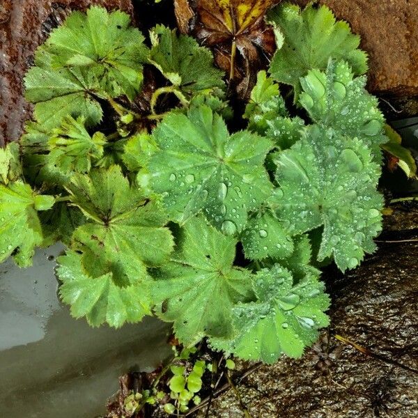 Alchemilla mollis Habit