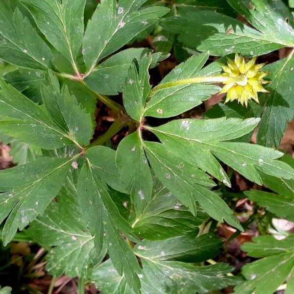 Anemonoides nemorosa Leaf