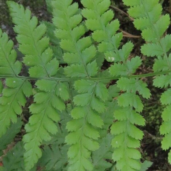 Dryopteris dilatata Blatt