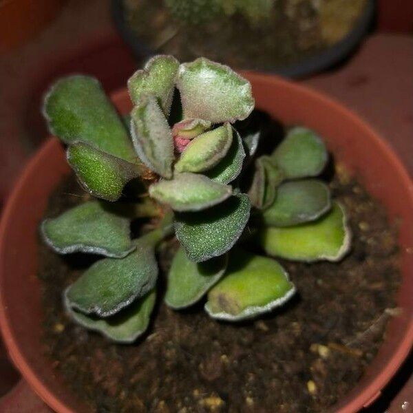 Adromischus cristatus Leht