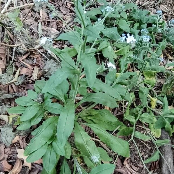 Myosotis latifolia ശീലം