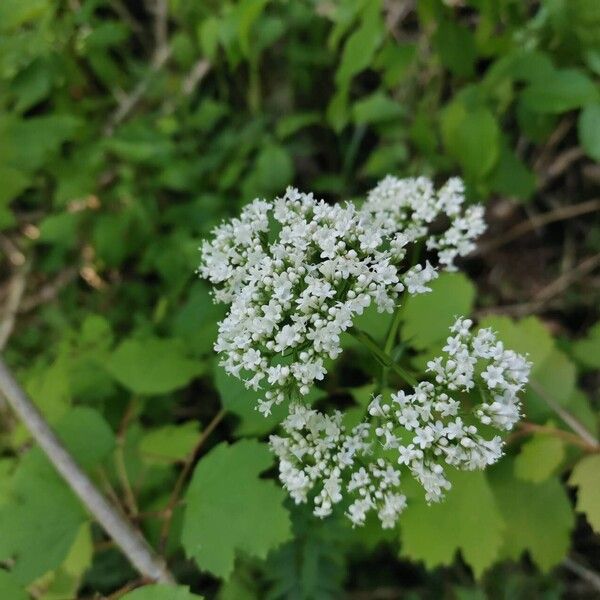 Valeriana officinalis Цвят