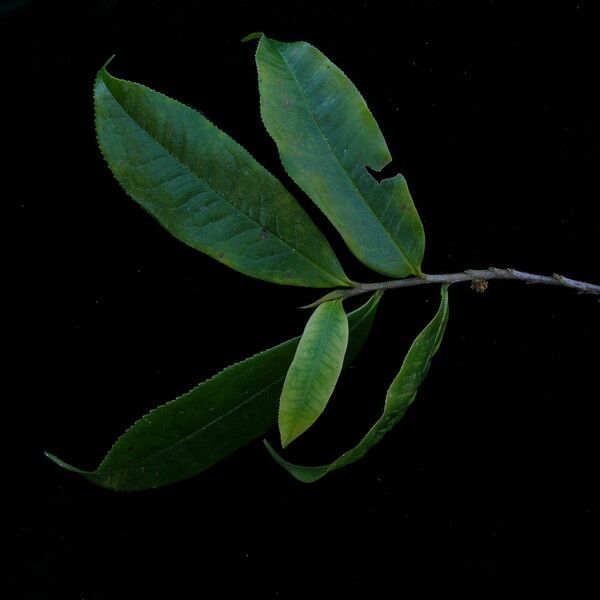 Eurya cerasifolia