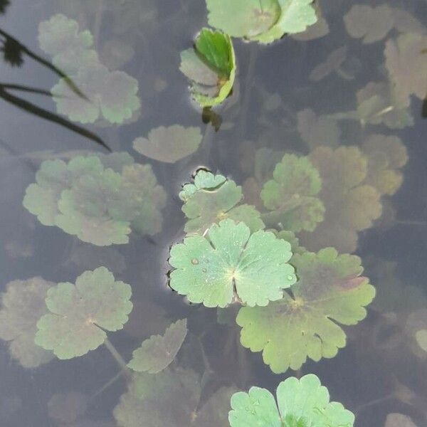 Hydrocotyle ranunculoides Хабит