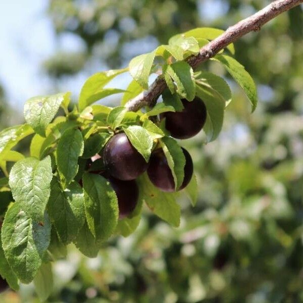 Prunus insititia Fruit