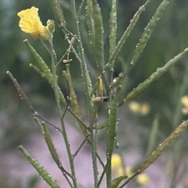 Bunias erucago Fruit