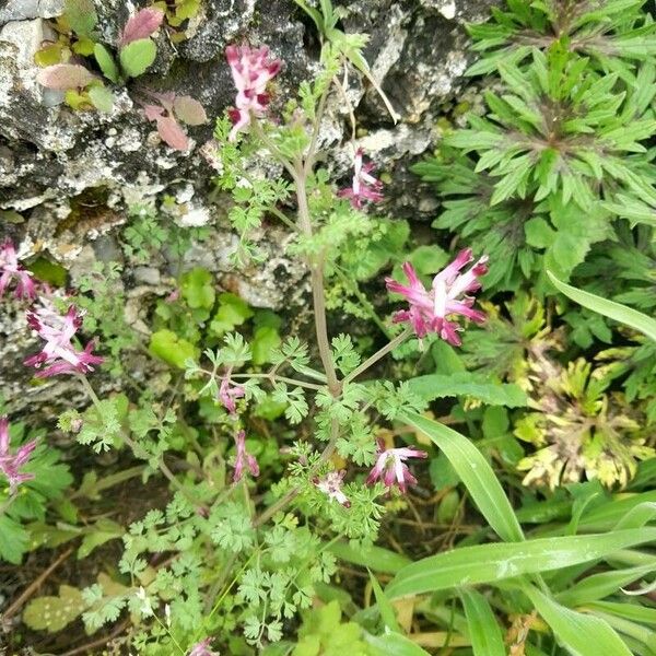 Fumaria muralis Flower