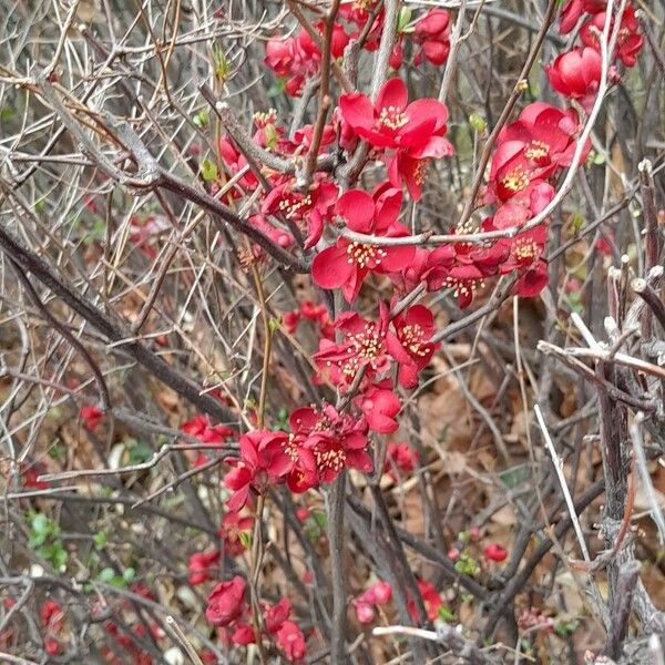 Chaenomeles × superba Costuma