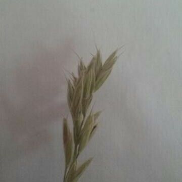 Bromus lanceolatus Fuelha