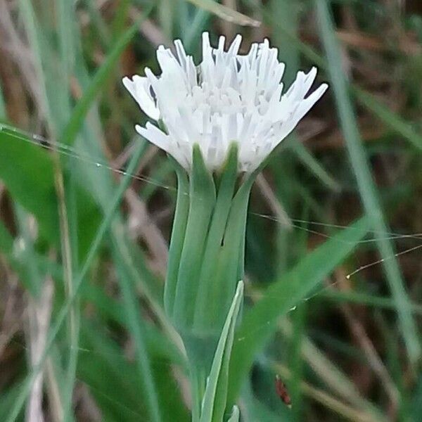 Hypochaeris albiflora Kvet