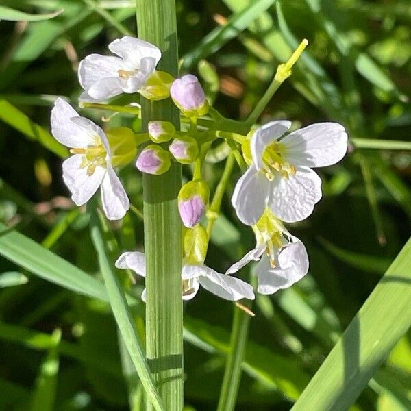 Cardamine pratensis Іншае