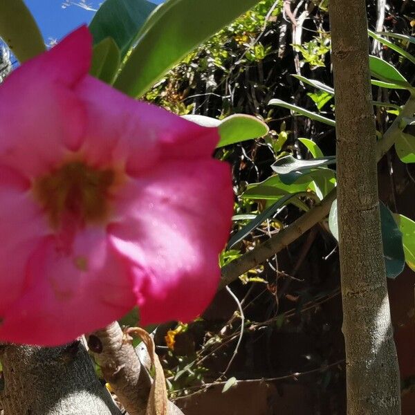 Adenium multiflorum Flower