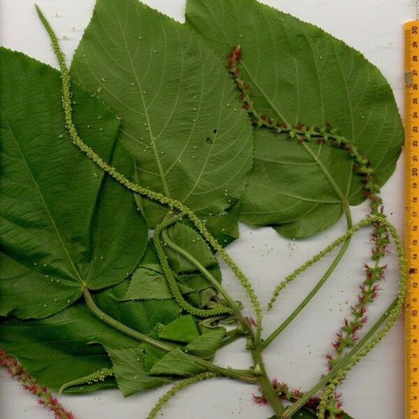 Acalypha macrostachya Other