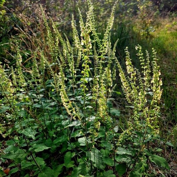 Teucrium scorodonia Облик